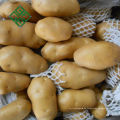China Große frische Kartoffel Kartoffel Lieferant 100% natürliche lila Süßkartoffel